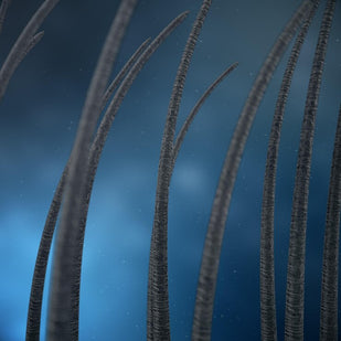 Reactivate Dormant Follicles at the Cellular Level